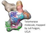 Juli_Feigon_telomerase_image_April_2013_-c