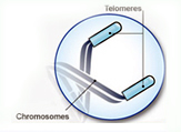 telomere_endcaps